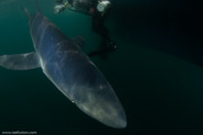 Shark Diving, Rhode Island, USA;  1/200 sec at f / 11, 12 mm