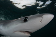 Shark Diving, Rhode Island, USA;  1/250 sec at f / 11, 13 mm