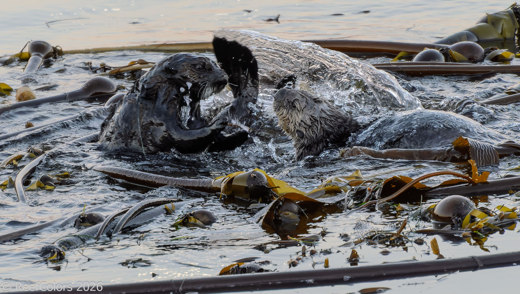 California sea otters